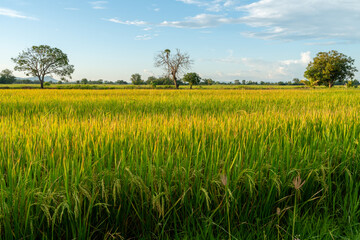 Three big trees in the middle of a rice field with bright yellow rice plants in the evening atmosphere, looking comfortable and beautiful.