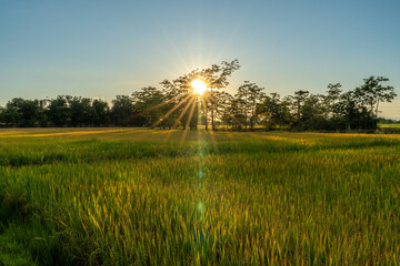 A big tree in the middle of a rice field, with the sunlight shining through it, and the yellow rice...