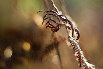 Macro de fougères et de bruyères sauvages