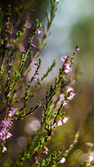 Macro de fougères et de bruyères sauvages