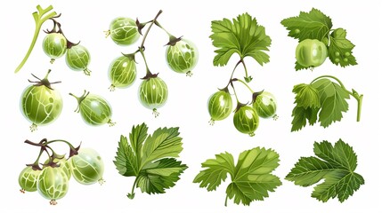 A collection of fresh, green gooseberries and their leaves on a white background.