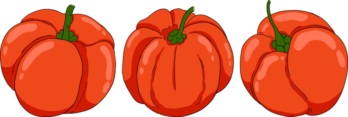 Hand drawn coloring red acerola berry, barbados cherry, Malpighia emarginata. Illustration of exotic superfood, fruits.	