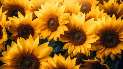 Obraz premium Beautiful field of blooming sunflowers against blurry sunset golden light. Summer sunflower flower background banner.