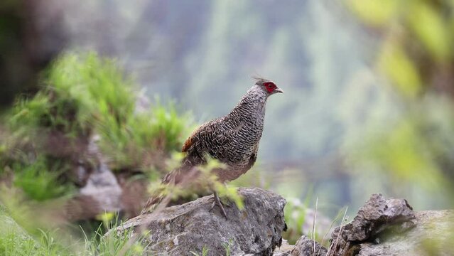 Cheer pheasant
