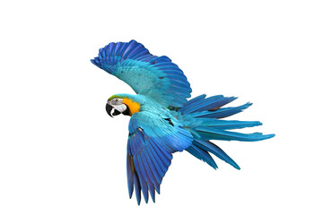 Colorful flying Blue and Gold Macaw parrot isolated on transparent background png file