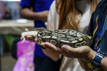 Ball python on people's hand. It's a popular pet in Thailand.