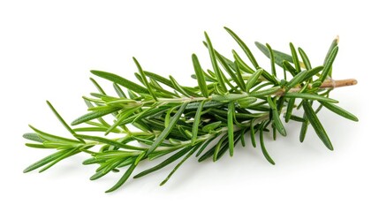Fototapeta premium Rosemary on a white background