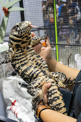 Black and White Tegu on people's hand.