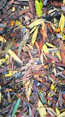 Leaves tinted with autumn hues blanket the earth.
