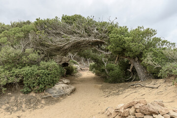 Sandy Pathway through Dense Vegetation on Cami de Cavalls