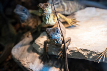 Bearded dragon are a popular pet in Thailand.