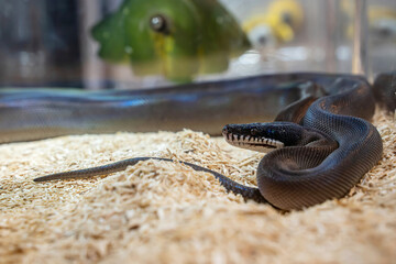 Ball python in the glass cabinet waiting to be sold. It's a popular pet in Thailand.