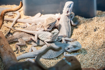 Bearded dragon are a popular pet in Thailand.
