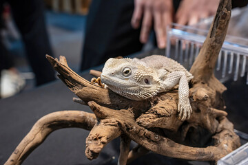 Bearded dragon are a popular pet in Thailand.