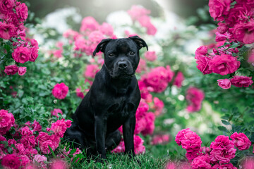 black Staffordshire bullterrier dog breed in the roses