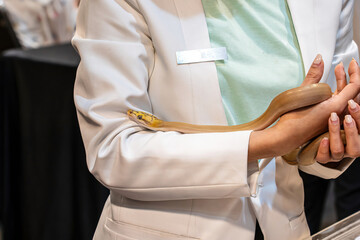 Ball python on people's hand. It's a popular pet in Thailand.