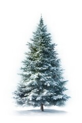 Fototapeta premium Christmas tree christmas plant white.