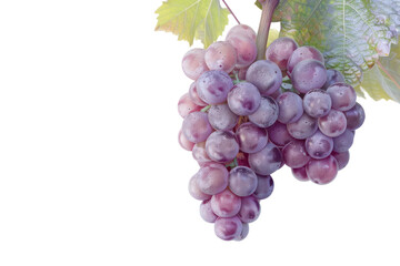 Fototapeta premium A cluster of ripe purple grapes hanging from a vine with green leaves. Ideal for use in food, wine, and agricultural themes.