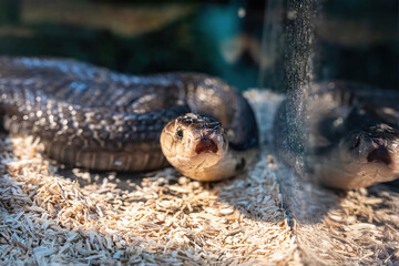 Fototapeta premium Snake in the acrylic cabinet waiting to be sold. It's a popular pet in Thailand.
