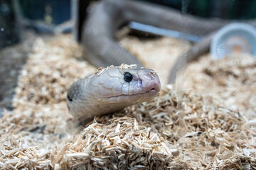 Snake in the acrylic cabinet waiting to be sold. It's a popular pet in Thailand.