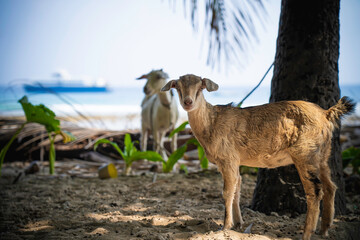 Goats Lakshadweep Island, India