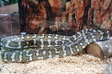Snake in the acrylic cabinet waiting to be sold. It's a popular pet in Thailand.