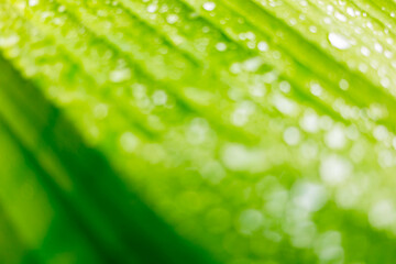 Fototapeta premium Rain drops on the leaves