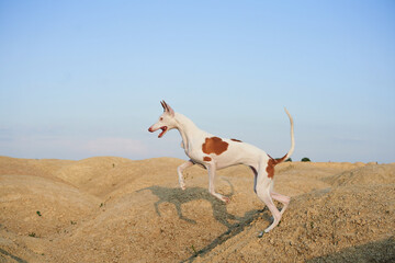A slender Ibizan Hound dog strides elegantly across a sandy terrain, its distinctive coat and...