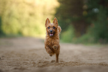An Australian Terrier dog bounds energetically towards the camera, a picture of vitality and joy...
