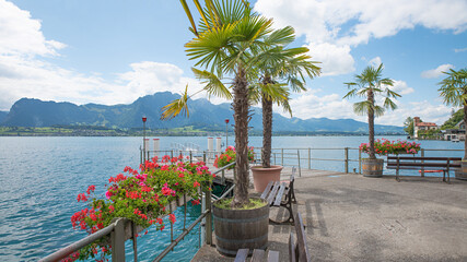 landing stage Oberhofen, lake Thunersee, with palm trees and flower pots