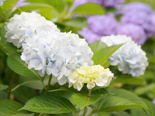 Hydrangea blooming season arrived
