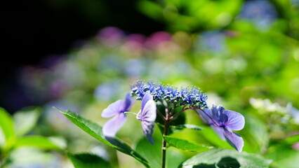 Hydrangea blooming season arrived
