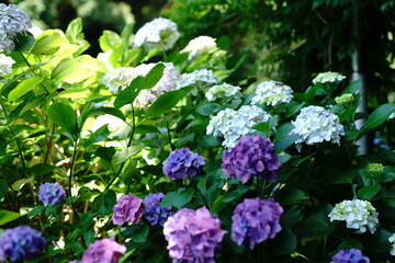 Hydrangea blooming season arrived
