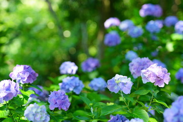 Hydrangea blooming season arrived
