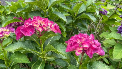 It became hydrangea flowering season
