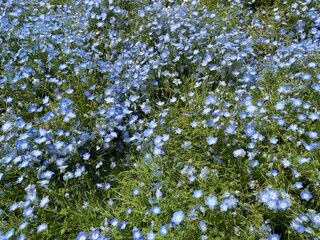 Fototapeta premium It became hydrangea flowering season