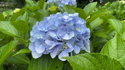 Hydrangea blooming season arrived
