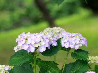 The only good thing about the rainy season is that you can see such beautiful hydrangeas