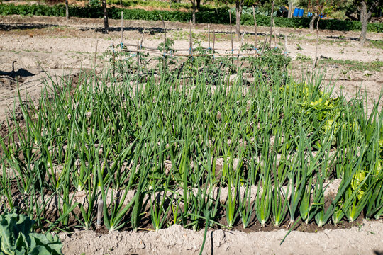 Horta com planta&ccedil;&atilde;o de cebolas em fase de crescimento