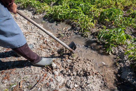 Mulher camponesa de enxada na m&atilde;o a regar uma planta&ccedil;&atilde;o de batatas na fazenda
