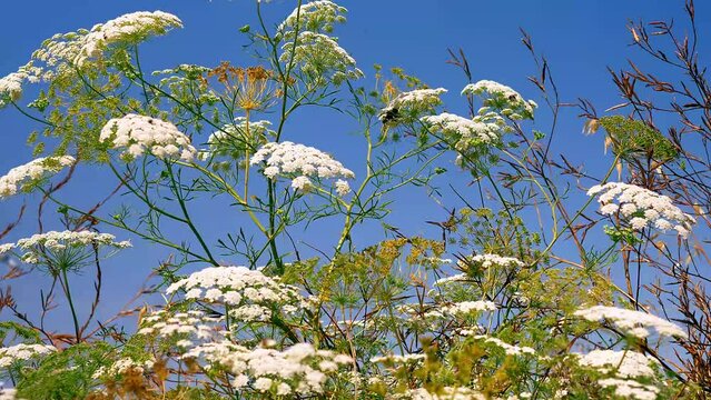 Fiori del vescovo
