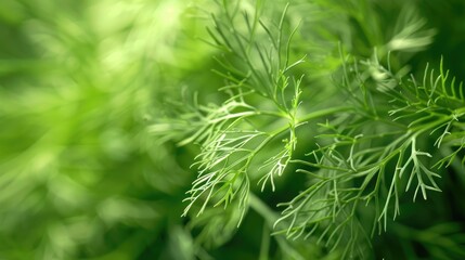 Seasoning Dill Vibrant Green Hue with Blurred Areas