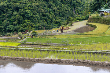 Vue de detail du syst&egrave;me de terrasse permettant la culture du riz en rizi&egrave;re &agrave; Batad aux Philippines. 