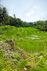 Rizi&egrave;re permettant la culture du riz en terrasse aux Philippines. 