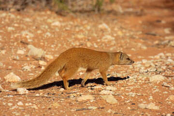 mongoose Kgalagadi Transfrontier Park one of the great parks of South Africa wildlife and hospitality in the Kalahari desert