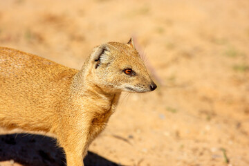 Kgalagadi Transfrontier Park one of the great parks of South Africa wildlife and hospitality in the Kalahari desert