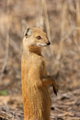 Kgalagadi Transfrontier Park one of the great parks of South Africa wildlife and hospitality in the Kalahari desert