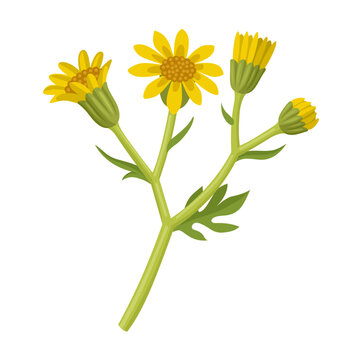 Senecio jacobaea vector illustration, Common names include ragwort, common ragwort, and stinking willie, isolated on white background.