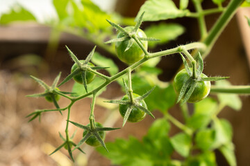 Tomato bush in a greenhouse