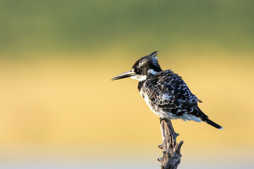 Kgalagadi Transfrontier Park one of the great parks of South Africa wildlife and hospitality in the Kalahari desert